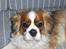 Cavalier king charles spaniel Max