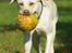 Labrador retriever Tiko