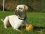 Labrador retriever Tiko