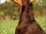 Dobermann Master Mia V Masterhof