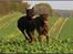 Dobermann Master Mia V Masterhof