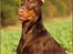 Dobermann Master Mia V Masterhof