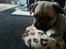 Blanding af racer Nala