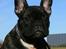 Fransk bulldog Aabech Enya Exellence  R.I.P - Er jeg ikke bare dejlig?