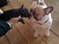 Fransk bulldog Aabech Enya Exellence  R.I.P - Enya med sin dejlige mor Fiona