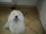 Coton de tulear Anton - Hej 