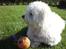 Coton de tulear Anton - Anton som model