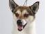 Norsk lundehund Løvheims Forseti / Fossi 4.3.05 - 13.1.14 - DKKV 2010