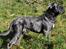 Cane corso Mjølner
