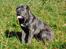 Cane corso Mjølner