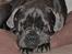 Cane corso Mjølner