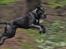 Cane corso Mjølner