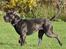 Cane corso Mjølner