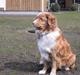 Nova scotia duck tolling retriever Ronja