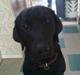 Labrador retriever Blackie