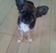 Chihuahua Langhåret - COCO
