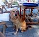 Labrador retriever Fie