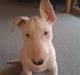 Bullterrier Bella