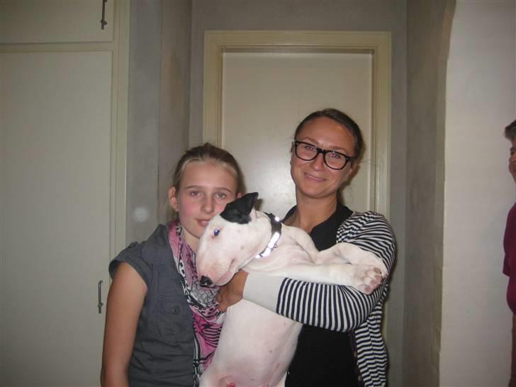 Bullterrier R.I.P Viggo 3.08.2010 billede 7