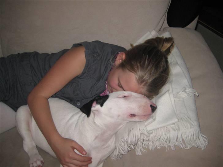 Bullterrier R.I.P Viggo 3.08.2010 billede 8