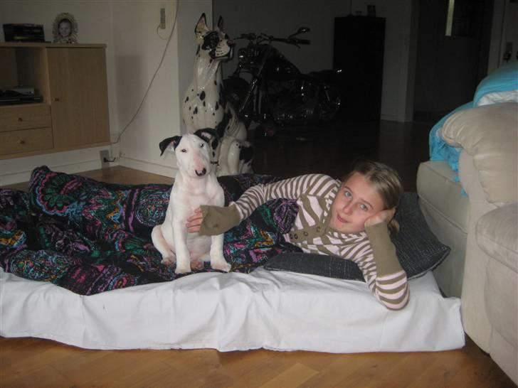 Bullterrier R.I.P Viggo 3.08.2010 billede 9