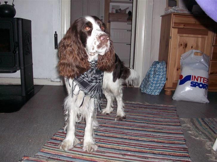 Engelsk springer spaniel Molly(Charmarqs Princess) - Har fået halstørklæde på:P billede 8
