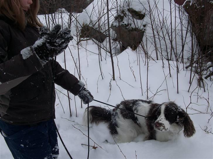 Engelsk springer spaniel Molly(Charmarqs Princess) - En tur i sneen:D billede 9