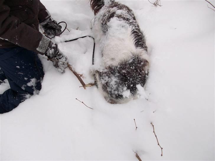 Engelsk springer spaniel Molly(Charmarqs Princess) - haha hvor blev Molly af?:) billede 10