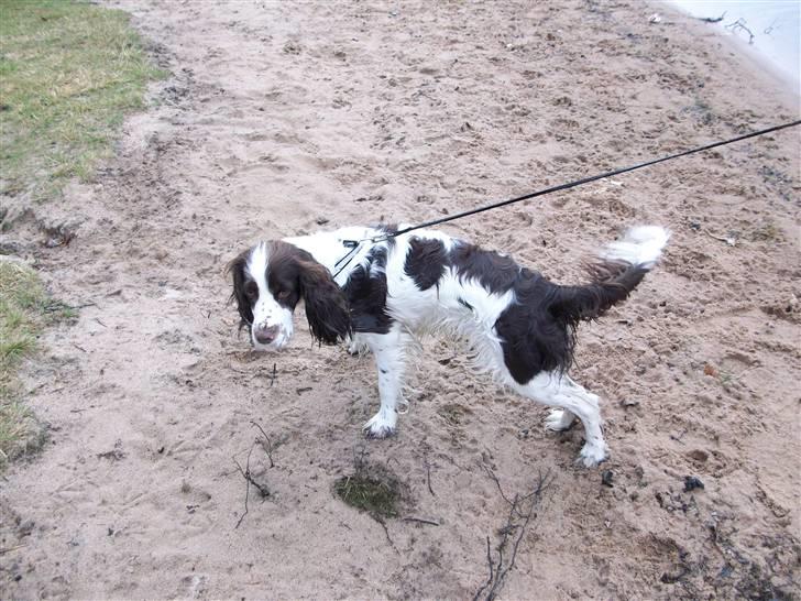 Engelsk springer spaniel Molly(Charmarqs Princess) - Har lige fået en dukkert  i en svensk sø:D billede 11