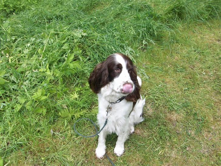 Engelsk springer spaniel Molly(Charmarqs Princess) billede 12