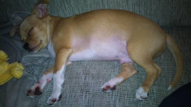 Blanding af racer Louis billede 16