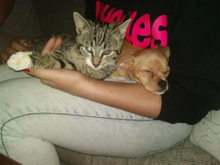 Blanding af racer Louis billede 17