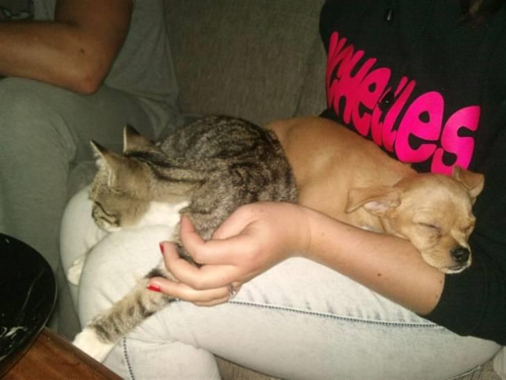 Blanding af racer Louis billede 19