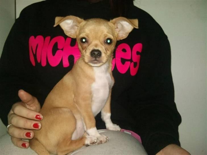 Blanding af racer Louis billede 20