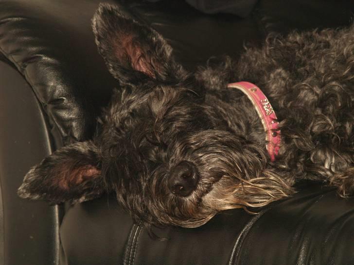 Kerry blue terrier Kordes Unique Dream R.I.P (Kiki) - zzzZZZzzz billede 19