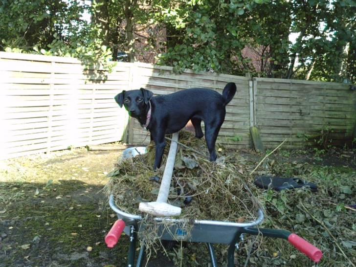 Blanding af racer Zofie *RIP* *06/10/11* billede 7