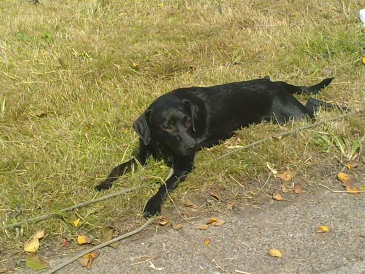 Blanding af racer Zofie *RIP* *06/10/11* billede 8