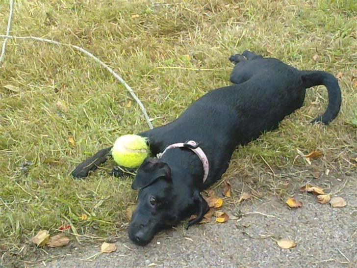 Blanding af racer Zofie *RIP* *06/10/11* billede 9