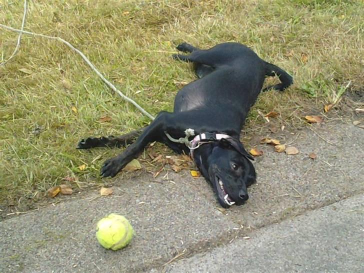 Blanding af racer Zofie *RIP* *06/10/11* billede 10