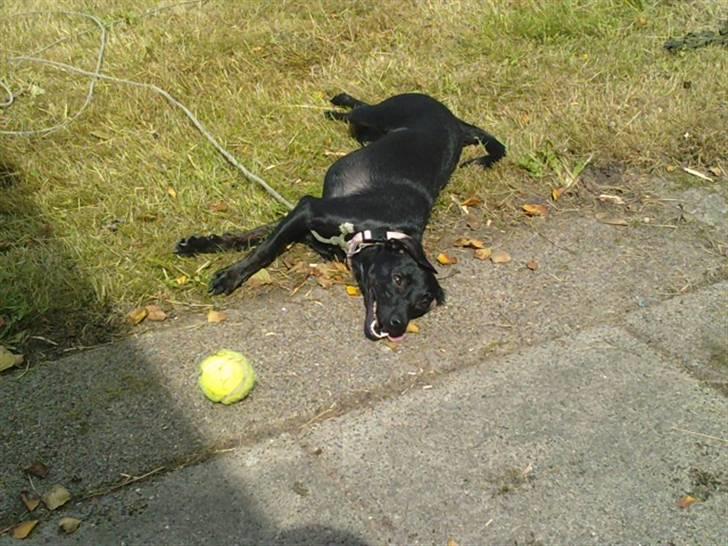 Blanding af racer Zofie *RIP* *06/10/11* billede 11