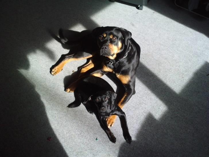 Blanding af racer Zofie *RIP* *06/10/11* billede 12