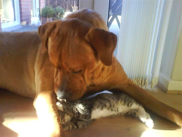 Blanding af racer Bastian billede 2