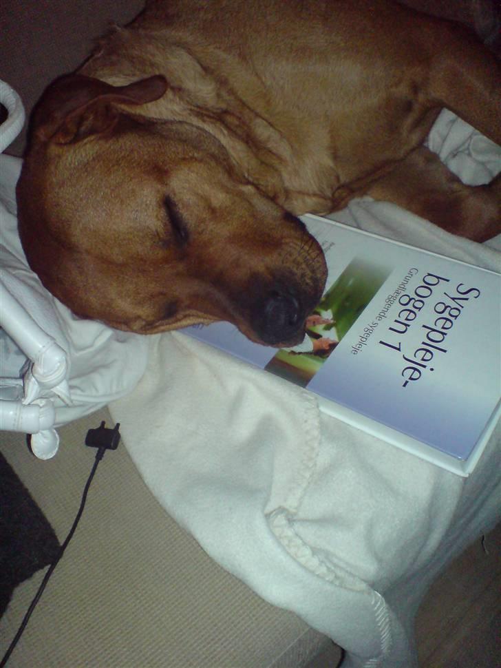 Blanding af racer Bastian billede 3