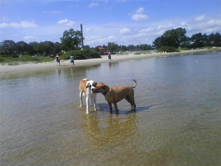 Blanding af racer Bastian billede 4