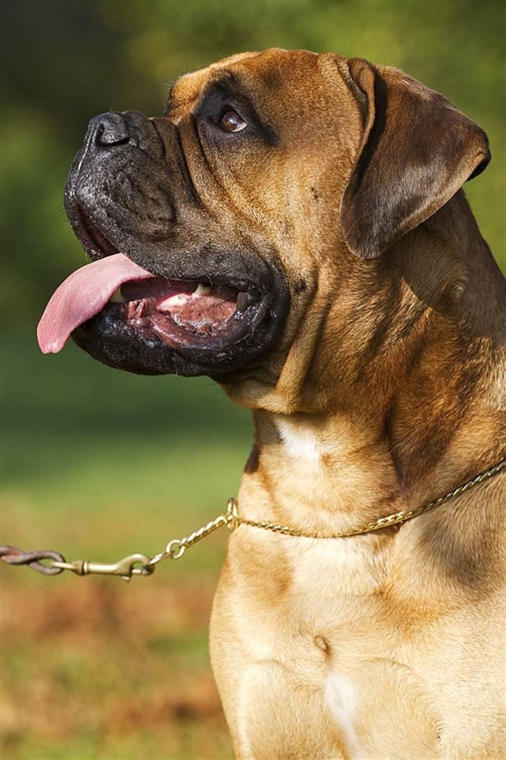 Bullmastiff Brak's On Slow Track billede 11