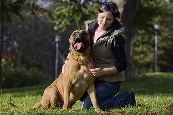 Bullmastiff Brak's On Slow Track - onslow KAN ik sidde selv....det kræver altid en lårskammel!!???? billede 13