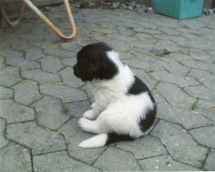 Blanding af racer Uba - Uba, 5 uger gammel og allerede dengang gad hun ikke fotograferes :o) billede 20