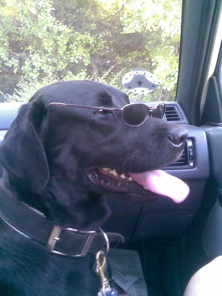 Labrador retriever Balto billede 19