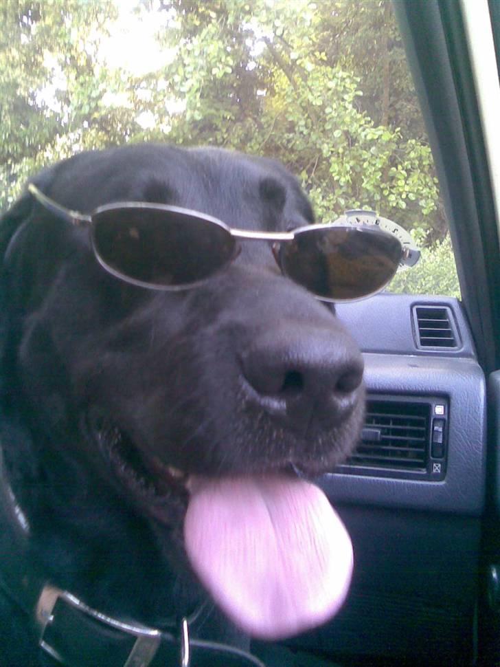 Labrador retriever Balto billede 20