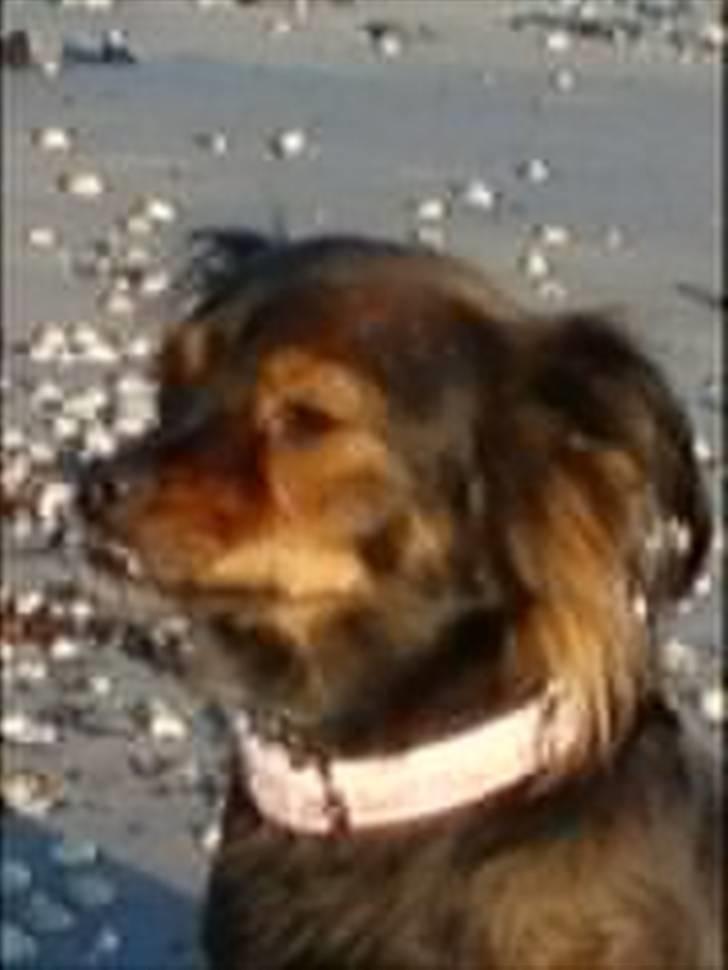 Blanding af racer Freya billede 4